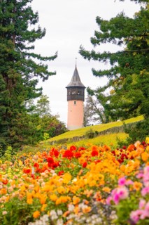 Park with colourful flowers and view of a tower between trees, Mainau flower island, Lake