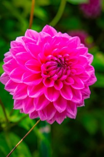 Close-up of a large pink flower with lively surroundings, Mainau flower island, Lake Constance,