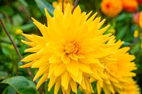 Bright yellow flowers in a garden against a green backdrop, Mainau flower island, Lake Constance,