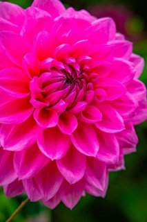 Detailed large pink flower in strong colour, Mainau flower island, Lake Constance, Germany