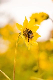Close-up of a bee on a yellow flower, surrounded by other flowers, Mainau flower island, Lake