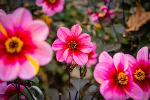 Bright pink flowers in a garden full of plants, Mainau flower island, Lake Constance, Germany