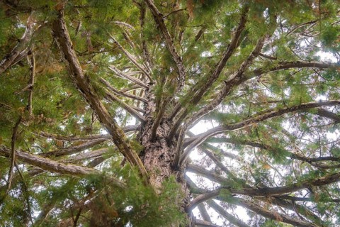 View from below into the treetop with branched branches and green leaves, Mainau flower island,