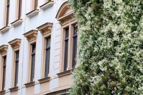 Art Nouveau façade, windows, vegetation, Neustadt, Dresden, Saxony, Germany