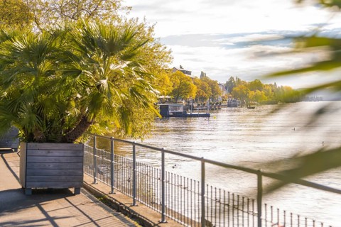 Autumnal river landscape with palm trees and calm water. Yellowish foliage reflected in the