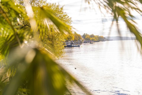 View of a lake with autumnal trees and palm trees in the foreground under an overcast sky,