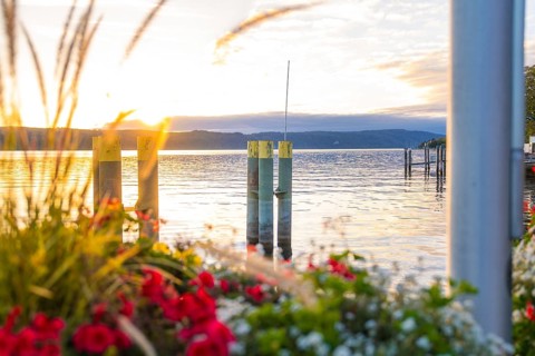 Blooming flowers on the shore at sunset over a calm lake, Überlingen, Lake Constance, Germany