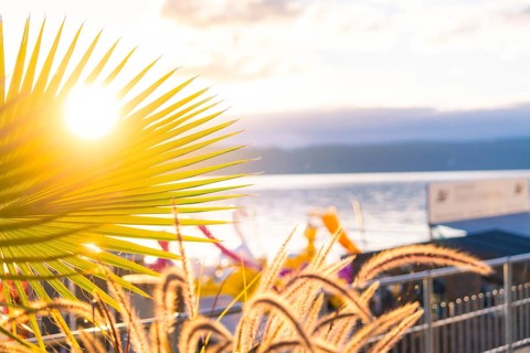 Palm leaf in front of a glowing sunset on the water, Überlingen, Lake Constance, Germany