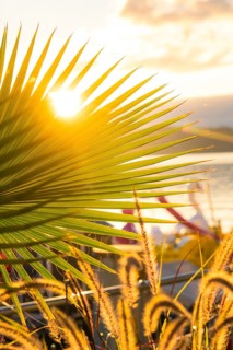 Sunbeams through palm leaves create a peaceful atmosphere, Überlingen, Lake Constance, Germany