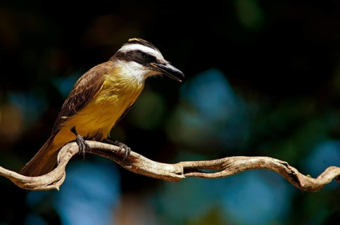 Sulphur-masked tyrant (Pitangus sulphuratus), Pantanal, Brazil, South America