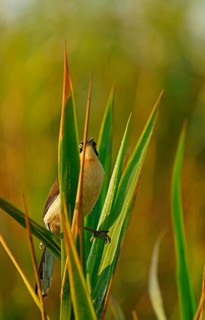 Reed Thrasher (Donacobius atricapilla), Pantanal, Brazil, South America