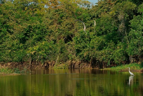 Cocoi Heron (Ardea cocoi), Pantanal, Brazil, South America
