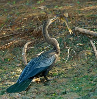 American darter (Anhinga anhinga) with preyed catfish Pantanal Brazil