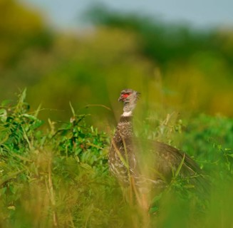 Collared Weirbird (Chauna torquata), Pantanal, Brazil, South America
