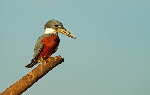 Red-breasted Kingfisher (Megaceryle torquata), Pantanal, Brazil, South America