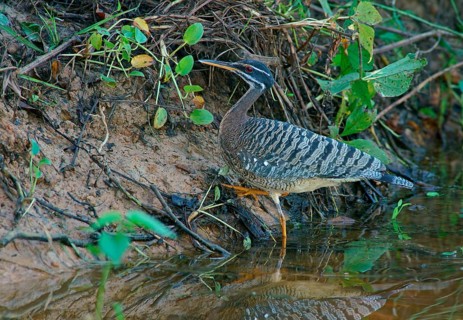 Sun rail (Eurypyga helias) Pantanal Brazil