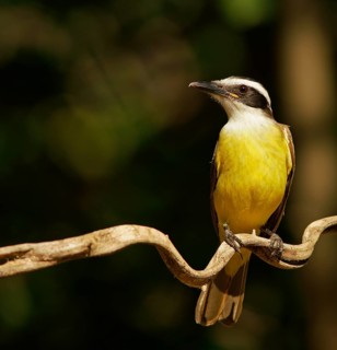 Sulphur-masked tyrant (Pitangus sulphuratus), Pantanal, Brazil, South America