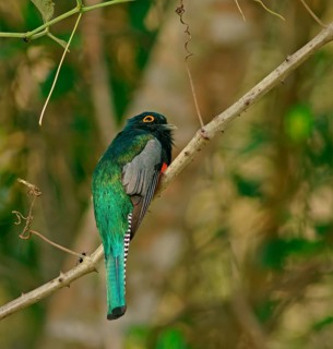 Blue-crowned Trogon (Trogon curucui), male, Pantanal, Brazil, South America