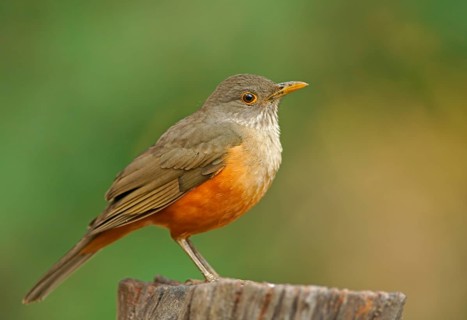 Red-bellied thrush (Turdus rufiventris), Pantanal, Brazil, South America