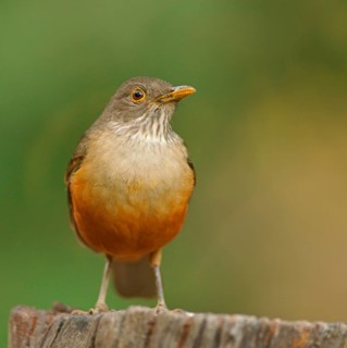 Red-bellied thrush (Turdus rufiventris), Pantanal, Brazil, South America