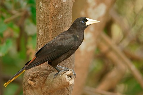 Crow-fronted bird (Psarocolius decumanus), on branch, Pantanal, Brazil, South America