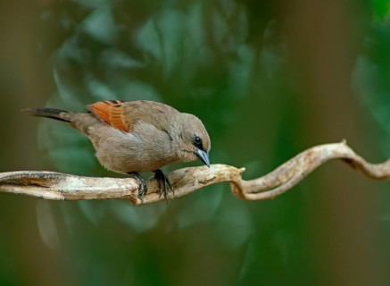 Grey Cowbird (Agelaioides badius), Pantanal, Brazil, South America