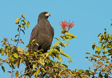 Black buzzard (Buteogallus urubutinga) Pantanal Brazil