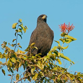 Black buzzard (Buteogallus urubutinga) Pantanal Brazil