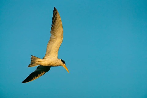 Large-billed Tern (Phaetusa simplex), flying, Pantanal, Brazil, South America