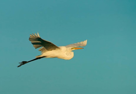 Great White Egret (Casmerodius albus), flying, Pantanal, Brazil, South America