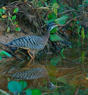 Sun rail (Eurypyga helias) Pantanal Brazil