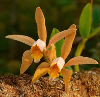 Wild orchid Atlantic rainforest, Brazil