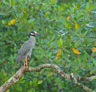 Crab Heron (Nycticorax violaca), Mata Atlantica, Brazil, South America
