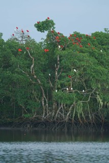 Scarlet Ibis (Eudocimus ruber), Mata Atlantica, Brazil, South America