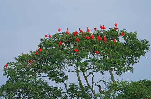 Scarlet Ibis (Eudocimus ruber), Mata Atlantica, Brazil, South America