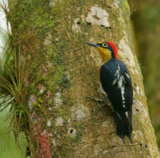 Golden-masked Woodpecker (Melanerpes flavifrons) male, Atlantic Rainforest, Brazil, South America