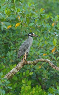 Crab Heron (Nycticorax violaca), Mata Atlantica, Brazil, South America