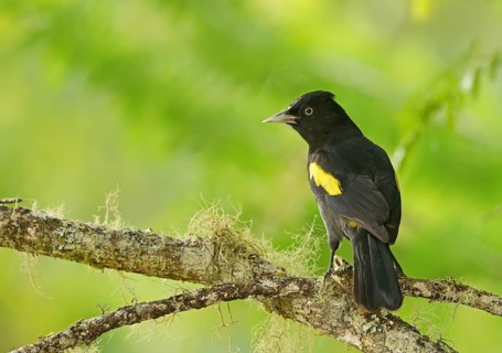 Golden-shouldered cacique (Cacicus chrysopterus) Atlantic rainforest, Brazil
