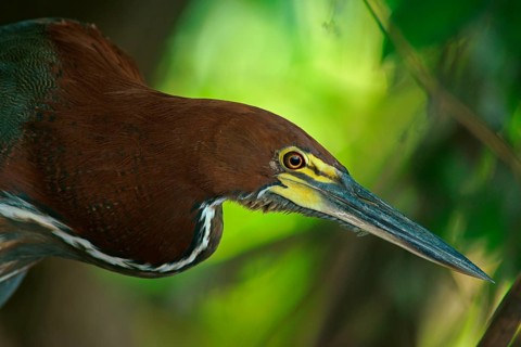 Marbled heron (Tigrisoma lineatum), Pantanal, Brazil, South America