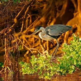 Cocoi Heron (Ardea cocoi), Pantanal, Brazil, South America