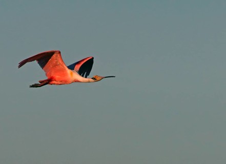 Roseate spoonbill (Ajaia ajaja) Pantanal Brazil