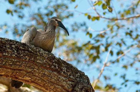 Headband Ibis (Harpiprion caerulescens) Pantanal Brazil