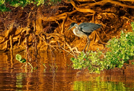 Cocoi Heron (Ardea cocoi), Pantanal, Brazil, South America