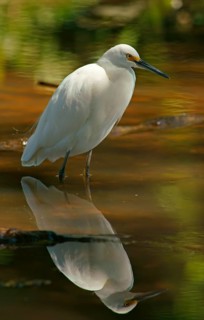Great White Egret (Egretta thula) Pantanal Brazil