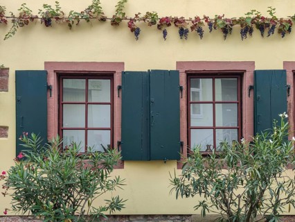 House facade with windows and red grapevine, Southern Palatinate, Palatinate, Rhineland-Palatinate,