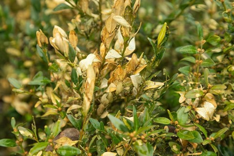 Boxwood bush, Buxus sempervirens, infested with Box tree moth, Cydalima perspectalis, caterpillars,