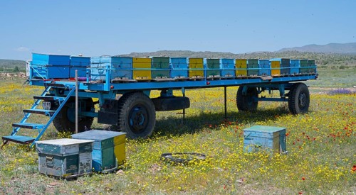 A trailer full of colourful beehives stands in a meadow full of flowers, beekeeper, near Karakert,