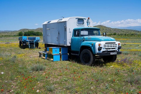 A blue truck stands next to colourful beehives in a vast, blooming landscape, beekeeper, near