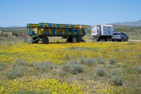 A trailer with beehives and a car stands in a yellow flower meadow under a blue sky, beekeeper,