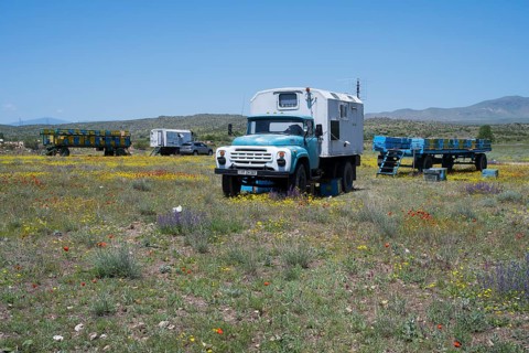An old truck stands in a colourful flower meadow under a blue sky with trailers in the background,